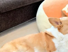 クッションに頭を置いて眠るコーギーの写真