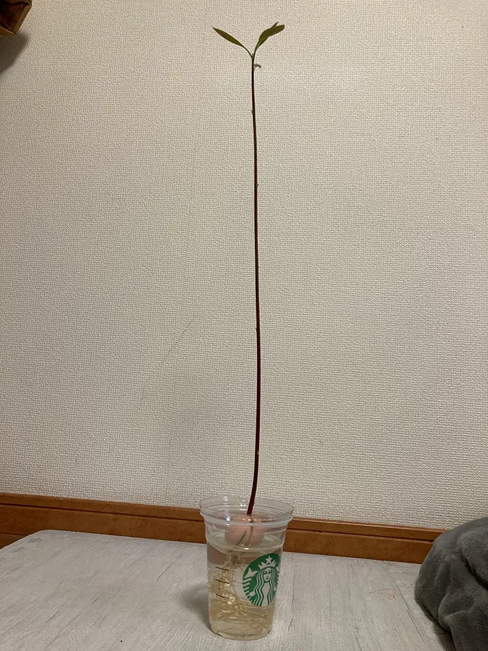 伸びたアボカドの苗