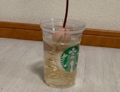 アボカドの水耕栽培