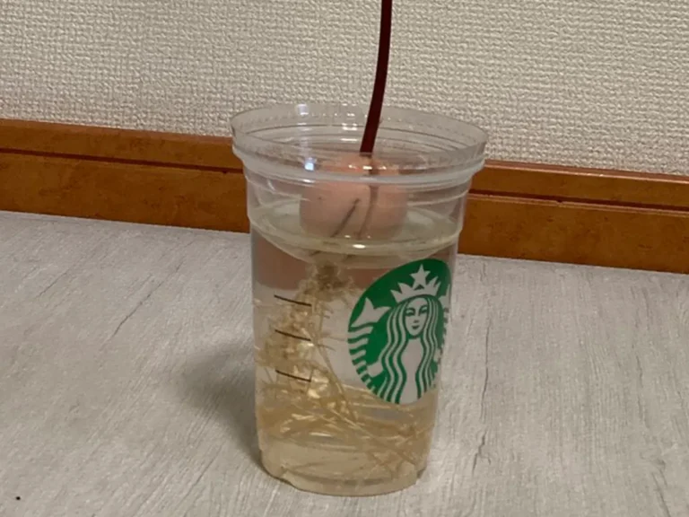 アボカドの水耕栽培