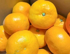 ミカン写真(撮影:キジカク)