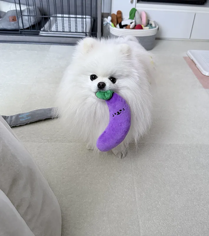 ナスのぬいぐるみを咥えるポメラニアン