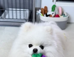 ナスのぬいぐるみを咥えるポメラニアン