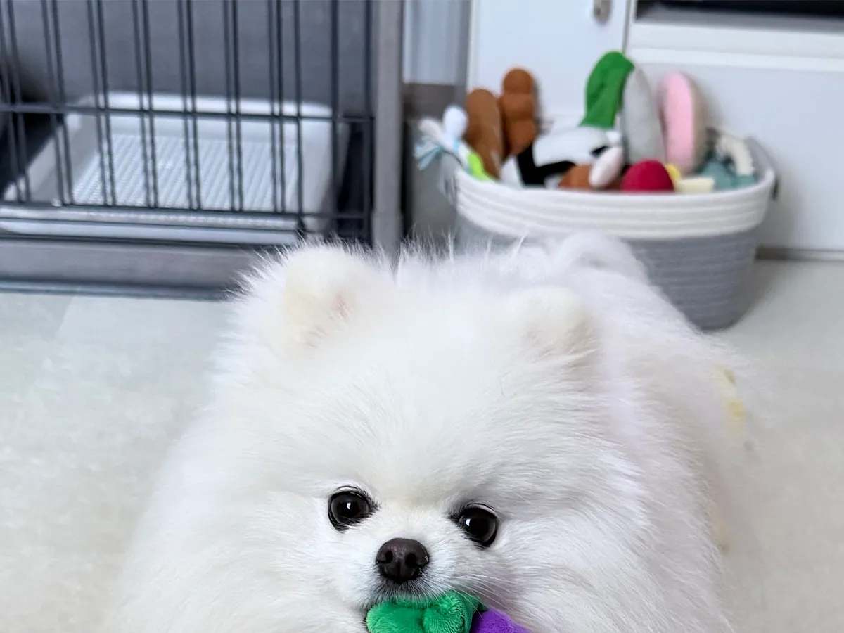 ナスのぬいぐるみを咥えるポメラニアン