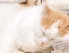 一緒に眠るウサギと猫