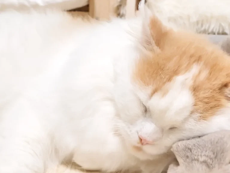 一緒に眠るウサギと猫