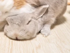 一緒に眠るウサギと猫