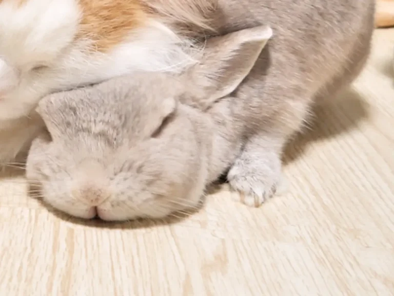 一緒に眠るウサギと猫