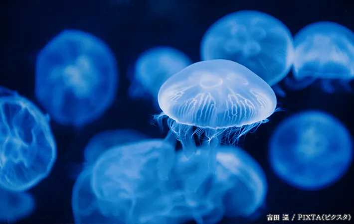 クラゲの写真
