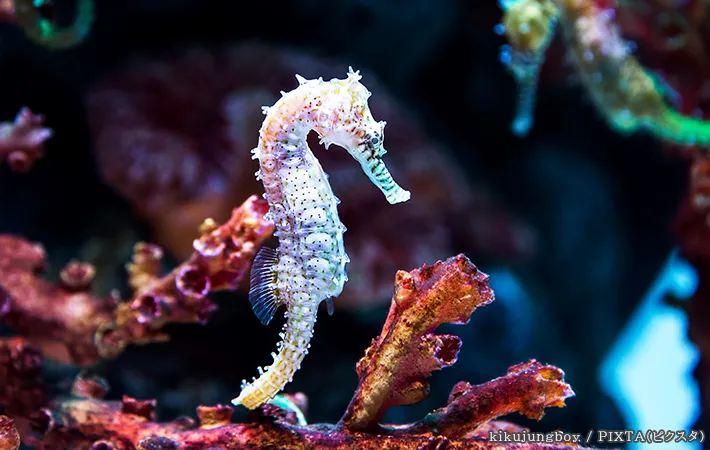 タツノオトシゴの写真