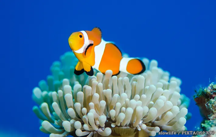 カクレクマノミの写真