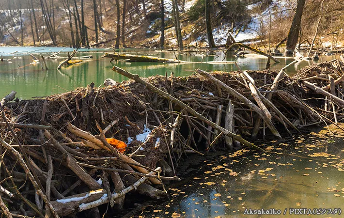 ビーバーが作ったダムの写真