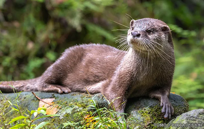 カワウソの写真