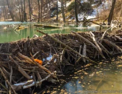 ビーバーが作ったダムの写真