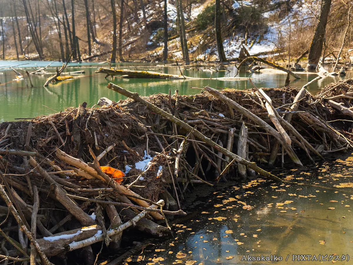 ビーバーが作ったダムの写真