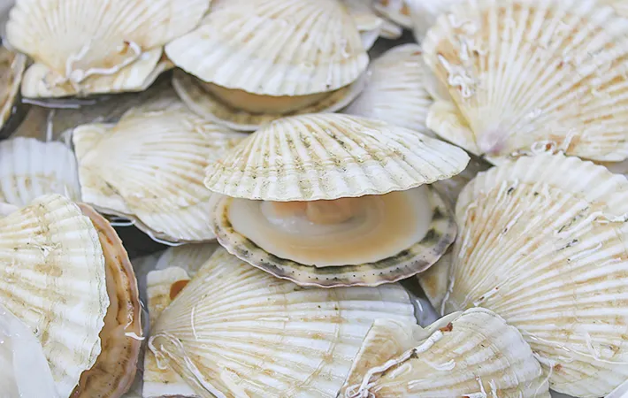 ホタテ貝の写真
