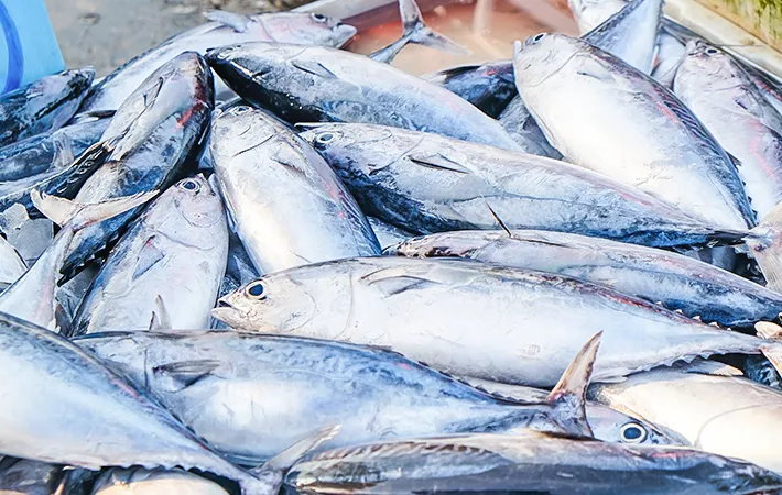 カツオのの写真