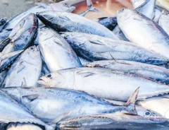 カツオのの写真