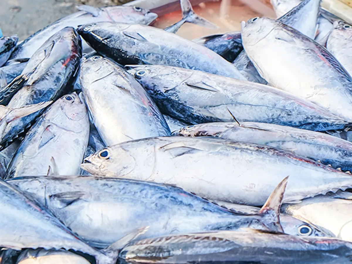 カツオのの写真