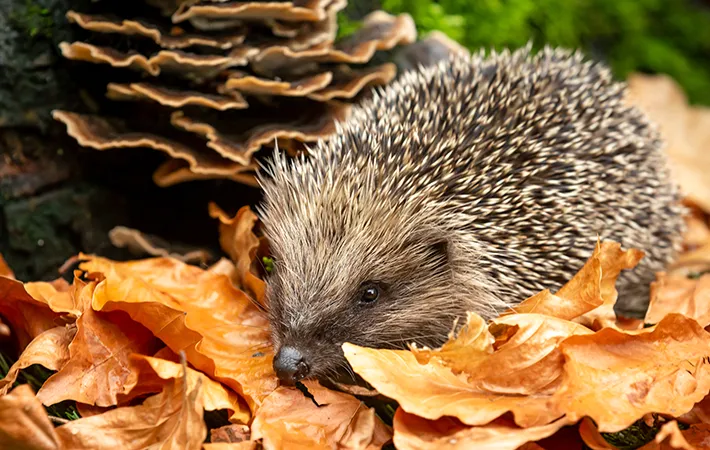 ハリネズミの写真