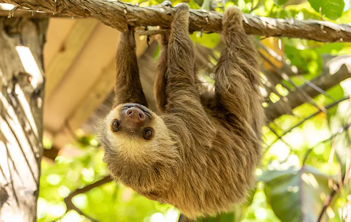 ナマケモノの写真