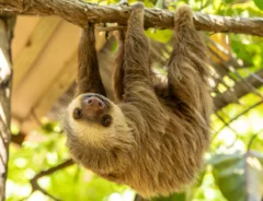 ナマケモノの写真