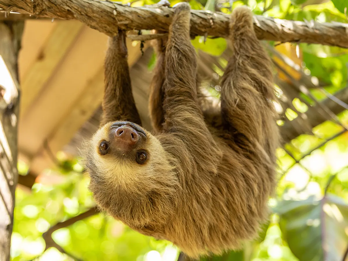 ナマケモノの写真