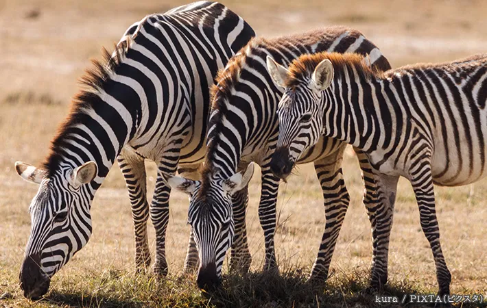 シマウマの写真