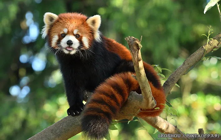 レッサーパンダの写真