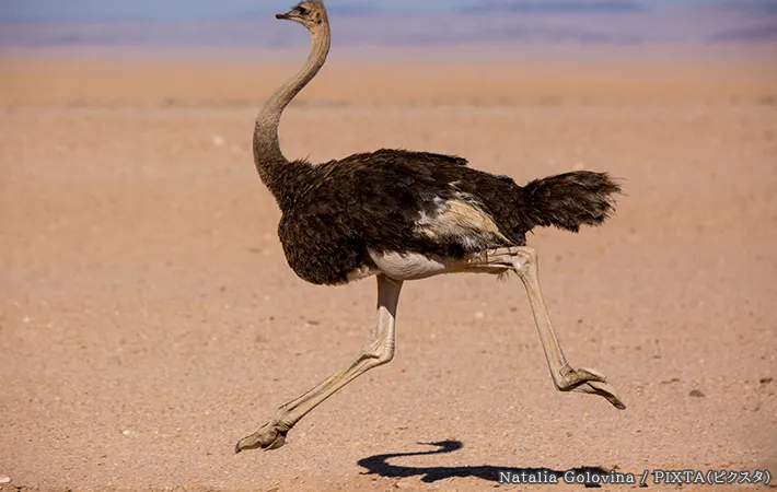 ダチョウの写真