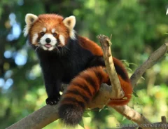 レッサーパンダの写真