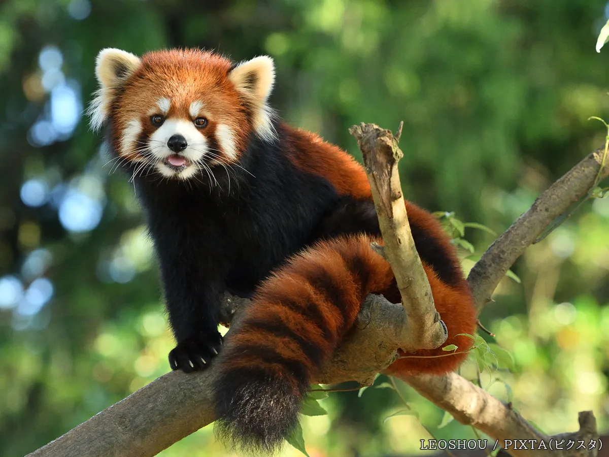 レッサーパンダの写真