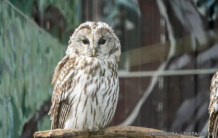 フクロウの写真