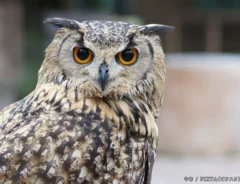 ベンガルワシミミズクの写真