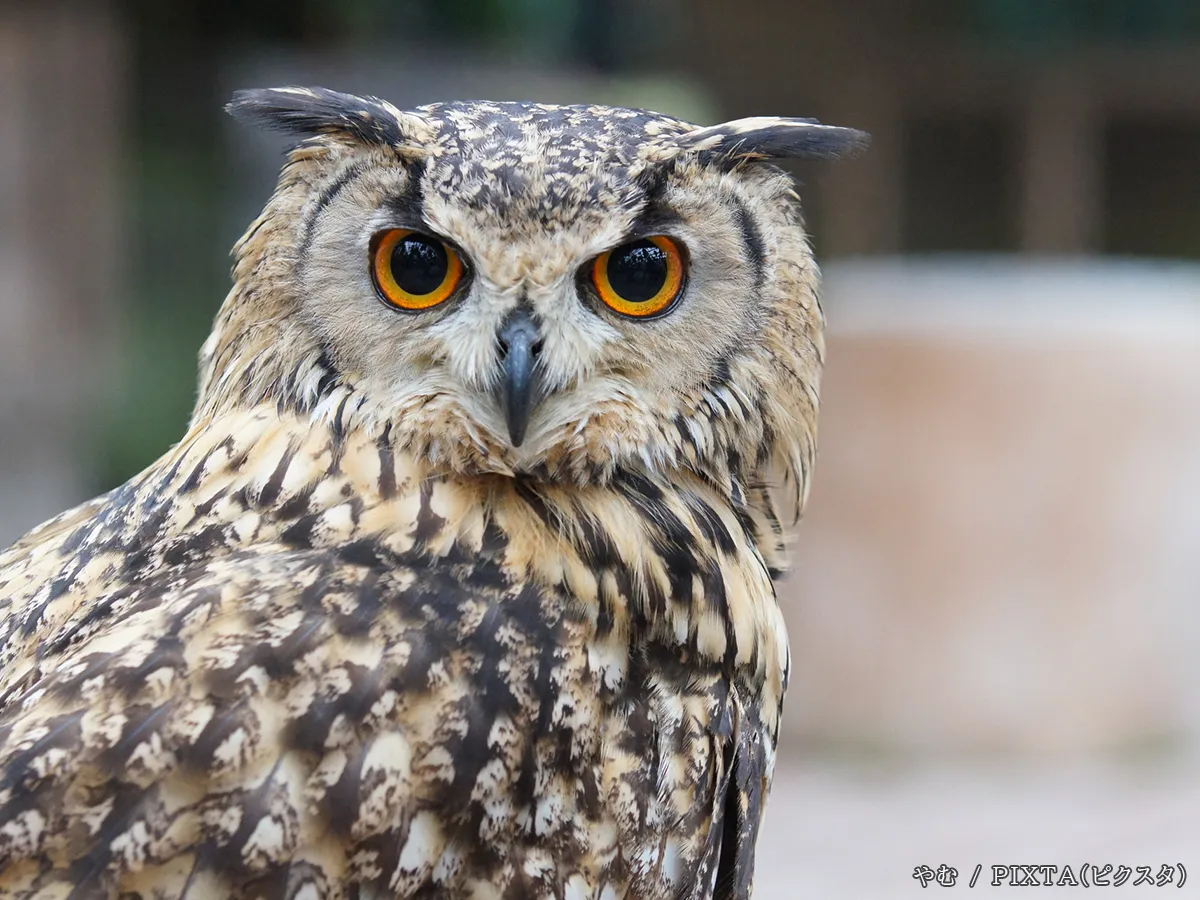 ベンガルワシミミズクの写真