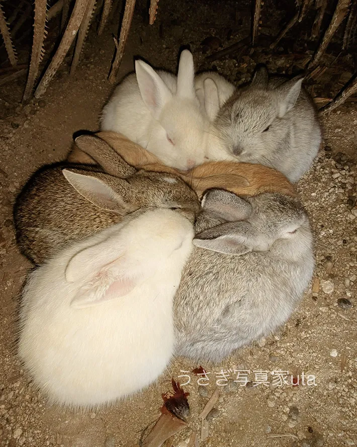 仲よく身を寄せ合うウサギたちの写真