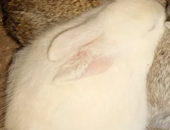 仲よく身を寄せ合うウサギたちの写真