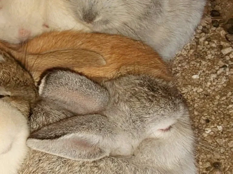 仲よく身を寄せ合うウサギたちの写真