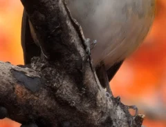 紅葉を背に、木の上にとまるルリビタキの写真