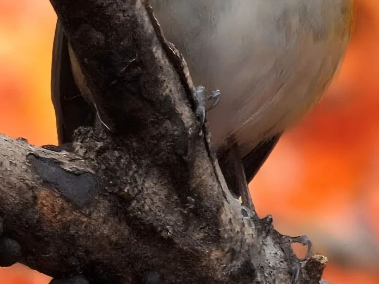 紅葉を背に、木の上にとまるルリビタキの写真