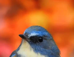 紅葉を背に、木の上にとまるルリビタキの写真