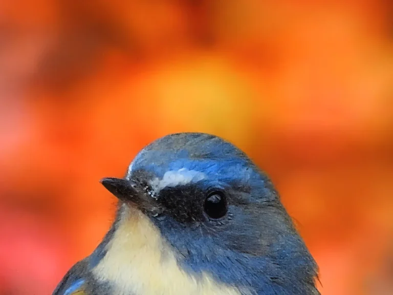紅葉を背に、木の上にとまるルリビタキの写真