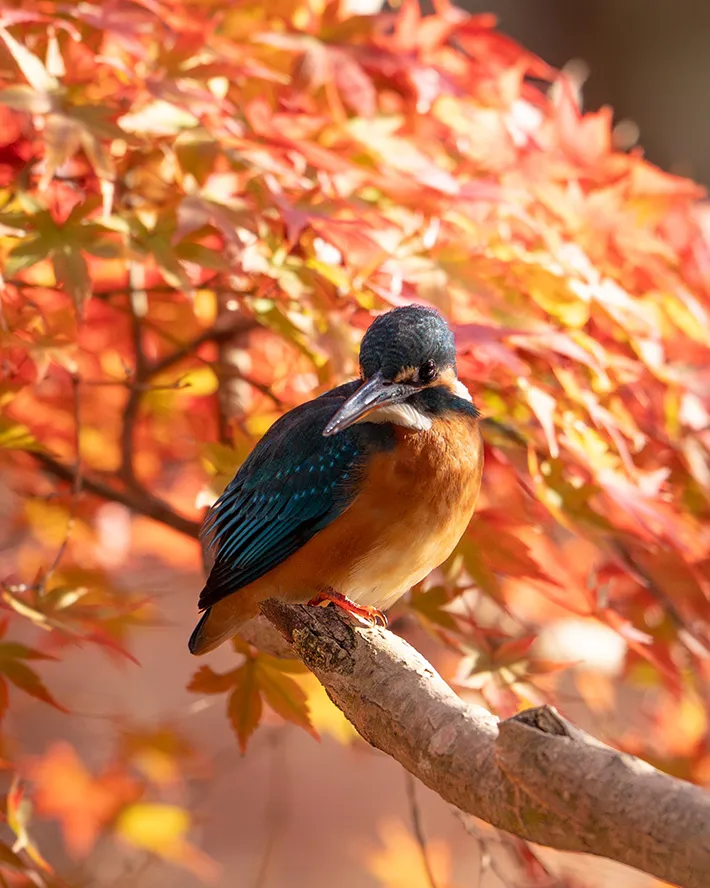 紅葉とカワセミ