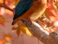 紅葉とカワセミ