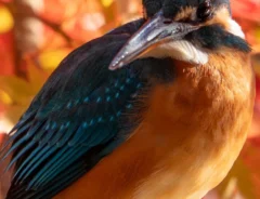 紅葉とカワセミ