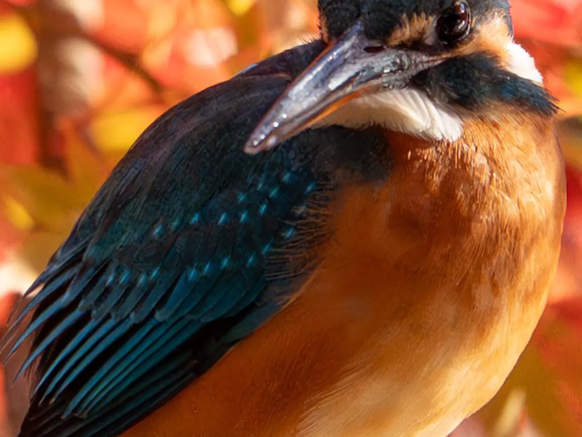 紅葉とカワセミ