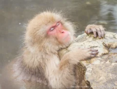 温泉につかるサル