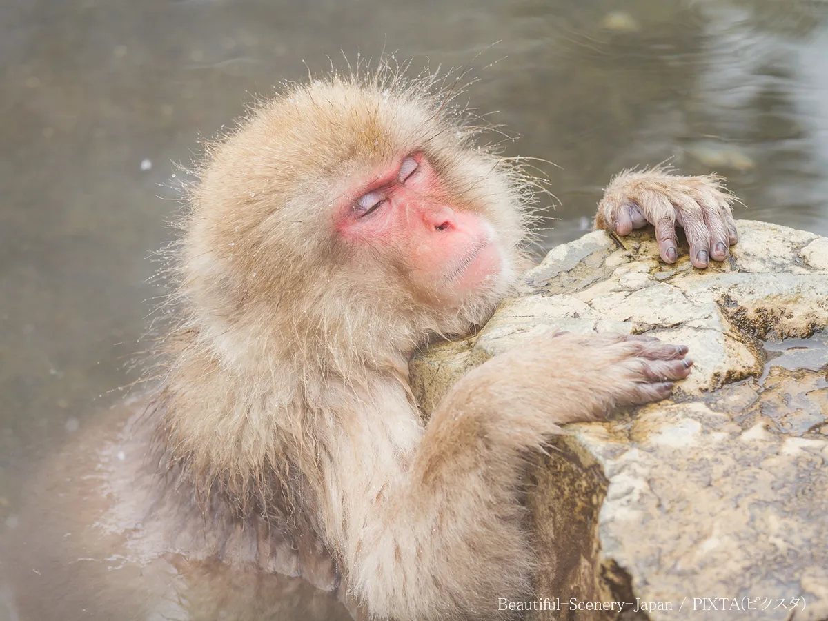 温泉につかるサル