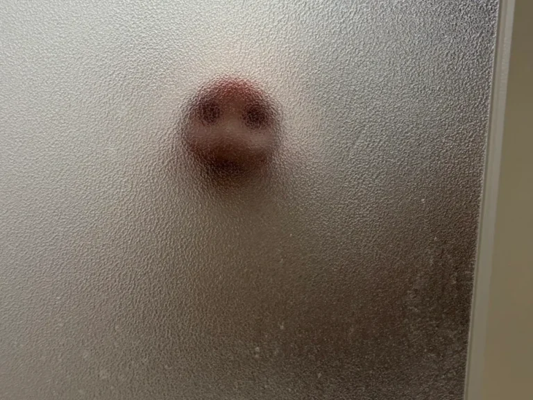 入浴中のマイクロブタの鼻