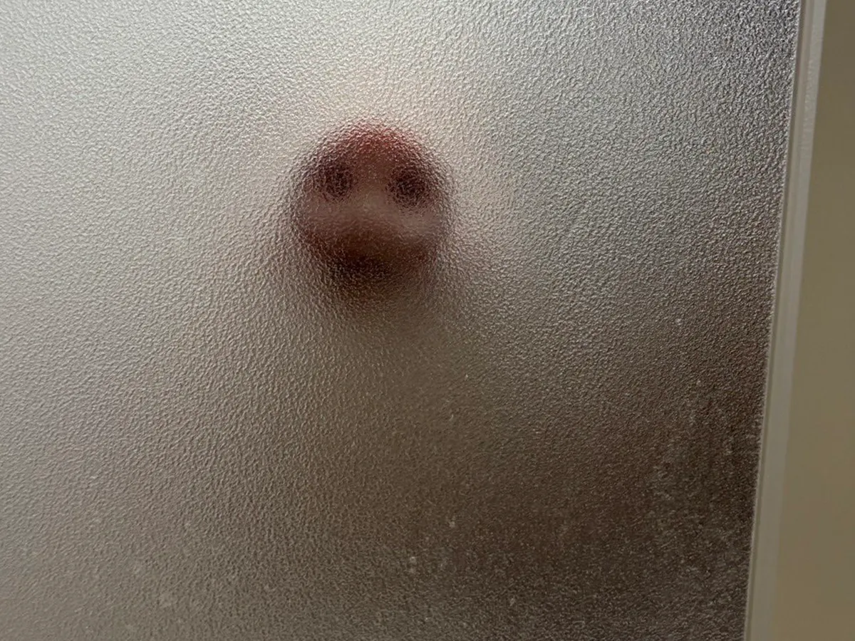 入浴中のマイクロブタの鼻